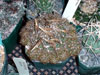 Coryphantha nickelsiae