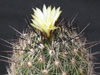 Coryphantha nickelsiae