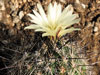 Coryphantha nickelsiae