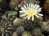 Coryphantha nickelsiae