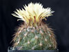 Coryphantha nickelsiae