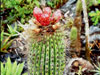 Cephalocereus nizandensis