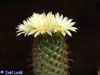 Coryphantha octacantha