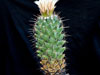 Coryphantha octacantha