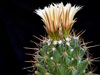 Coryphantha octacantha