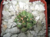 Coryphantha odorata