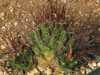 Coryphantha odorata