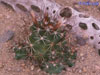 Coryphantha odorata