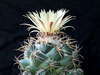 Coryphantha ottonis