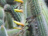 Cleistocactus palhuayensis