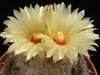 Coryphantha pallida