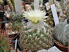 Coryphantha pallida