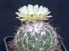 Coryphantha pallida