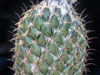 Coryphantha pallida