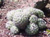 Coryphantha compacta