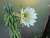 Cereus peruvianus