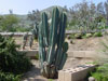 Cereus peruvianus