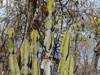 Cereus pierre-braunianus