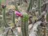 Cleistocactus plagiostoma