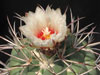 Coryphantha poselgeriana