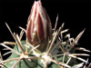 Coryphantha poselgeriana