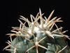 Coryphantha poselgeriana