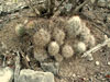 Coryphantha potosiana