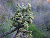 Cylindropuntia prolifera