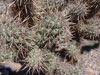 Cylindropuntia prolifera