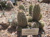 Coryphantha pseudoechinus