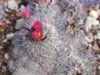 Coryphantha pseudoechinus