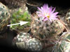 Coryphantha pseudoechinus