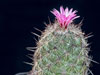 Coryphantha pseudoechinus