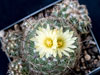 Coryphantha pseudoechinus