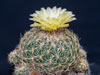 Coryphantha pseudoradians