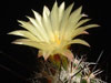 Coryphantha pulleineana