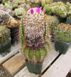 Coleocephalocereus purpureus