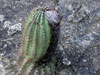 Coleocephalocereus purpureus