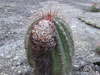 Coleocephalocereus purpureus