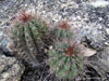 Coleocephalocereus purpureus