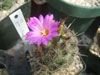 Coryphantha pusilliflora