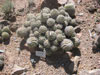 Coryphantha pycnacantha