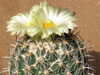 Coryphantha pycnacantha