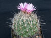 Coryphantha ramillosa