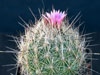 Coryphantha ramillosa