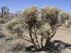 Cylindropuntia ramosissima