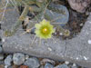 Cylindropuntia ramosissima