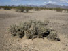 Cylindropuntia ramosissima