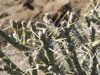 Cylindropuntia ramosissima