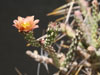 Cylindropuntia ramosissima